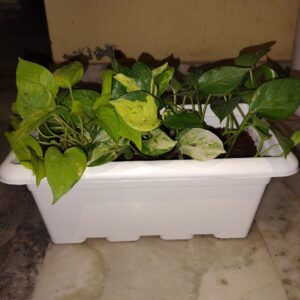 Fully Ready 4 Different Money Plant in 17" Planter