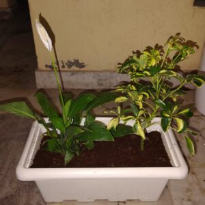 Ready to move in White window planter Peace lilly and schefflera variegated