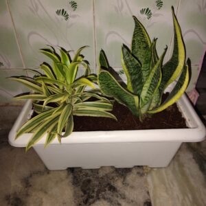 Fully Ready Snake & SOI Yellow Plants in 17'' Planter
