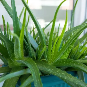 Medicinal plant