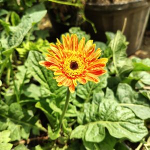 Flowering Plants
