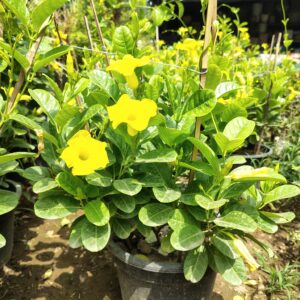 Allamanda yellow in 10 inch nursery pot