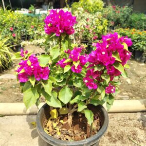 Pink Bougainvillea full busy in 12 inch black nursery pot