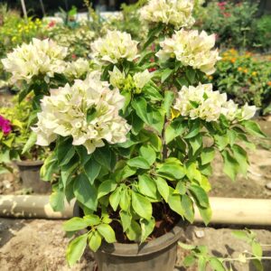 White Bougainvillea in 8 inch Black Nursery Pot
