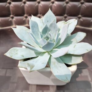 Echeveria Succulent in Ceramic 4 inch Pot