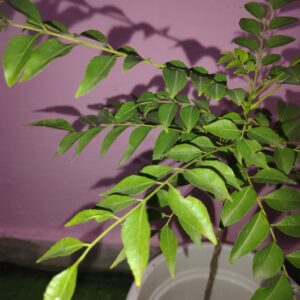 Curry Patta Plant in 8 inch White Nursery Pot