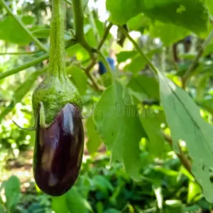 Vegetable Plants