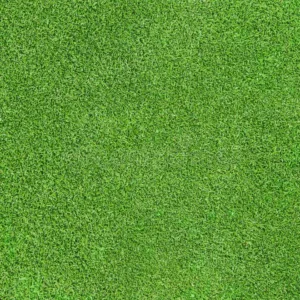 Groundcover Plants