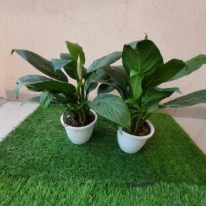 Peace Lilly Combo in Nursery Pot