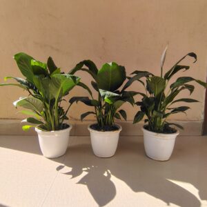 Peace Lilly 3 in 6 inch Nursery Pot