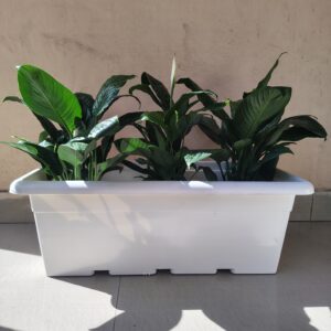 Peace Lilly 3 in 24 inch Planter