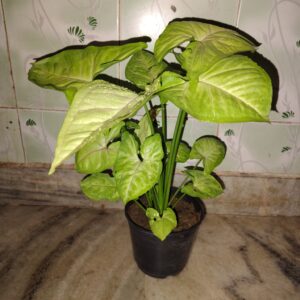 Syngonium Pink Shade plant in 5 in nursery pot