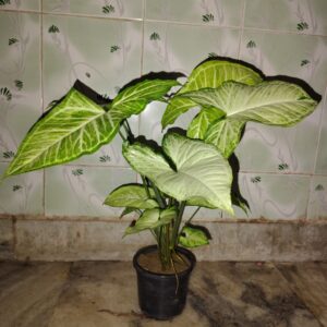 Syngonium Green plant in 5 in nursery pot