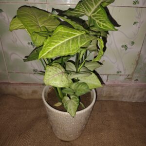 Syngonium Green/Pink Plant in 10 inch Ceramic pot