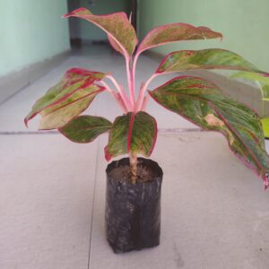 Aglaonema pink lipstick plant in 4 inch beg