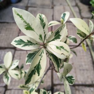 Ficus Starlight in 4 inch bag