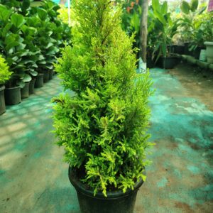 Lemon Cypress (Cupressus macrocarpa ‘Goldcrest’) In 10 Inch Pot