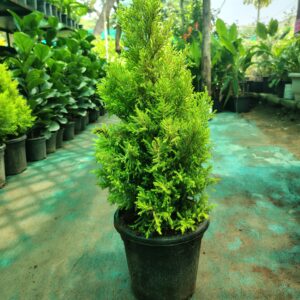 Cypress Golden in 10 inch nursery pot (upto 2ft)