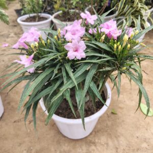 Ruellia Plant in 8 Inch White Pot