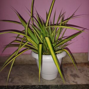 Golden Spider Plant In 10 Inch White Premium Pot