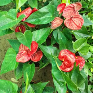 Anthurium plant in 6 inch nursery pot