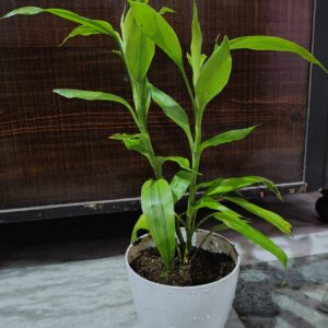 Lucky Bamboo green in 6 inch white primium pot