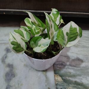 Marble money plant in 6 inch white primium plant