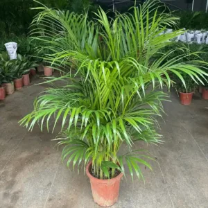 Areca Palm (Dypsis lutescens) Large