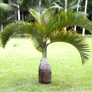 Bottle Palm/ Hyophorbe lagenicaulis 5 to 6 fit