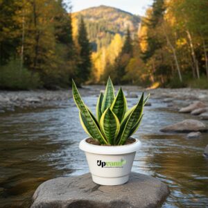 Snake Plant in 8 inch white pot