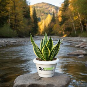 Snake yellow in 6 inch white pot