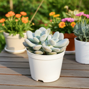 Moon stone succulent in 4 inch white pot