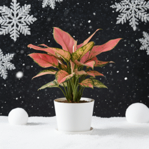 Aglaonema pink lipstick in white pot