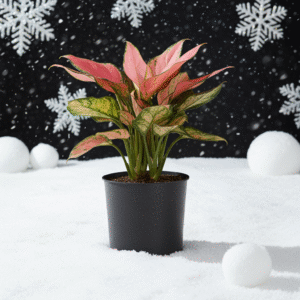 Aglaonema pink lipstick in black pot