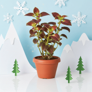 Coleus red plant in 6 inch white/orange pot