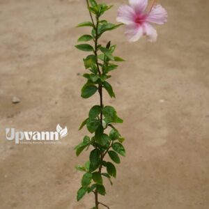 Home dsc00675