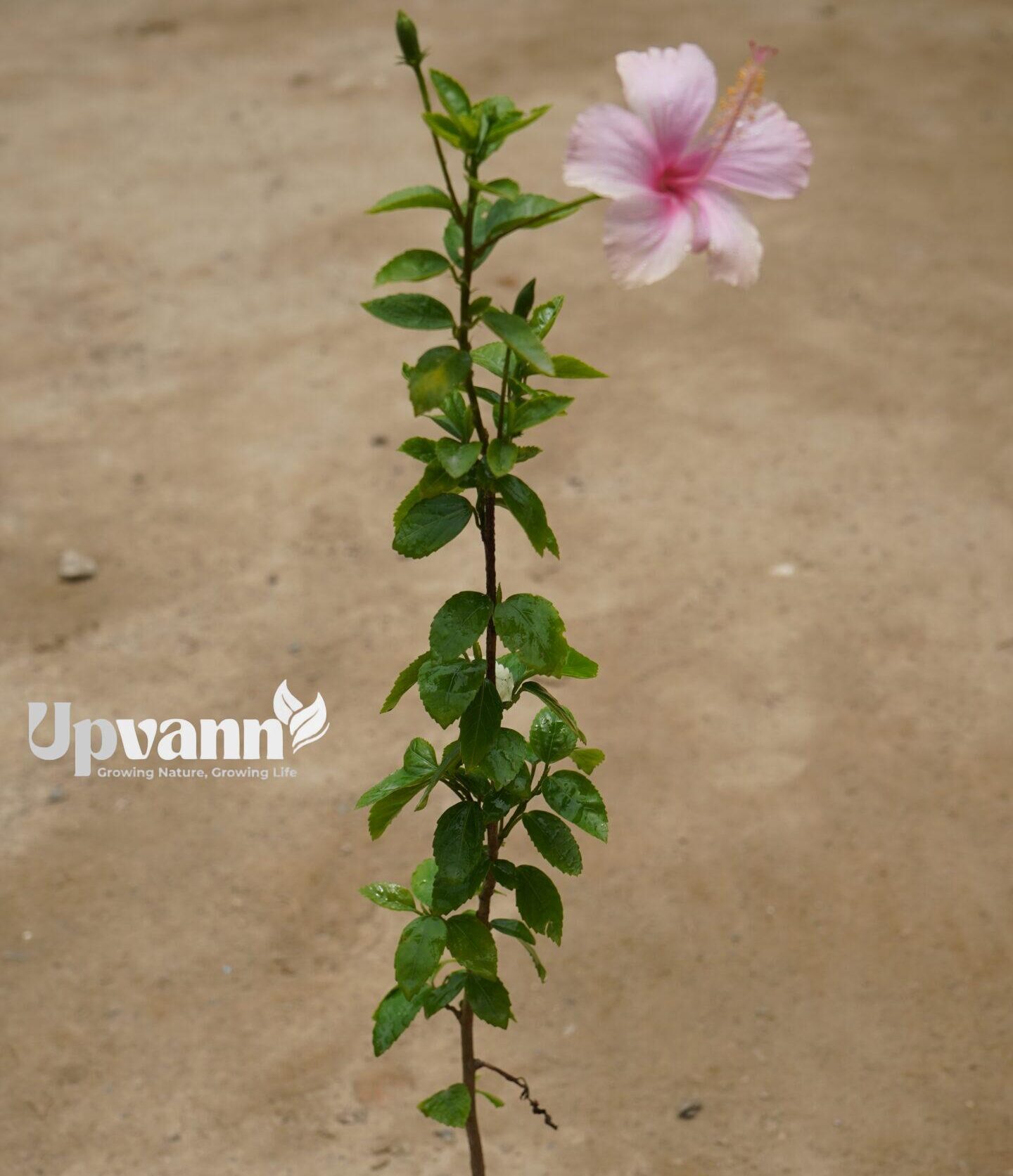 dsc00675 dsc00675