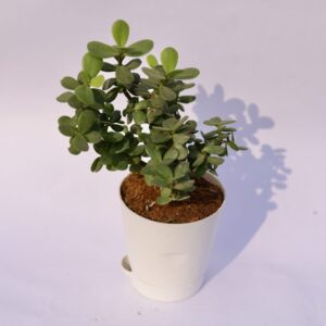 import placeholder for 2171