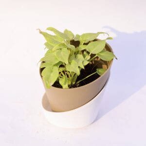 import placeholder for 232