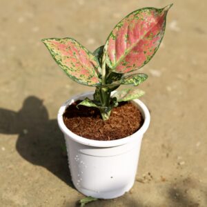 import placeholder for 2854