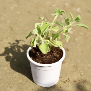 import placeholder for 2852