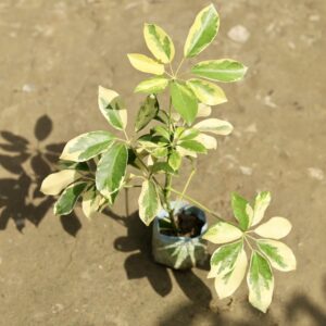 import placeholder for 2846
