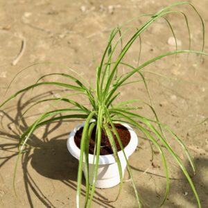 import placeholder for 2810