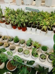 Colorful display of braided bamboo and assorted succulents in pots.