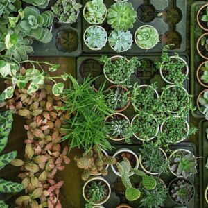 Indoor Plants