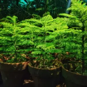 Medium Plants