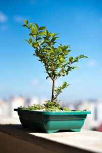 Sunlit bonsai tree in Belo Horizonte with vibrant green foliage against a clear blue sky.