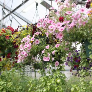 Hanging Plants