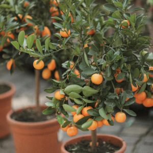 Fruit Plants