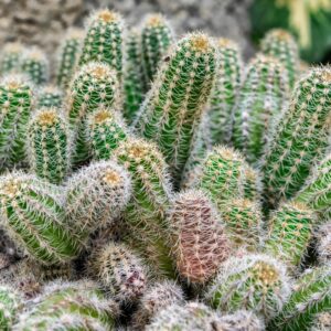 Cactus and Succulents